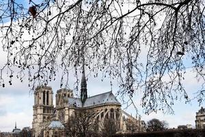 tree branch and Notre-Dame de Paris photo