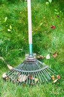 cleaning of leaf litter from lawn by rake