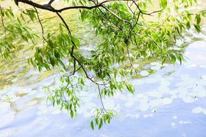 green branch of willow tree over forest pond photo