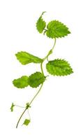 green twig of lemon balm herb isolated photo