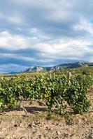 viñedo de bodega granja alushta en la ladera de la montaña foto