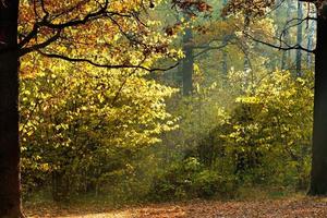 rayos de sol a través del follaje en otoño foto