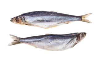 pair of frozen Atlantic herrings isolated on white photo