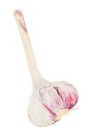 broken bulb of garlic with cloves inside isolated photo
