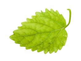 back side of green leaf of lemon balm herb photo