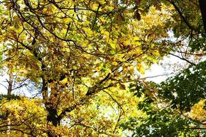 bottom view of oak foliage in forest in sunny day photo