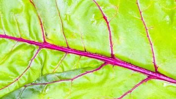 wet surface of fresh leaf of garden beet close-up photo