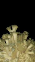 Growing mushrooms rising from soil time lapse 4k footage. video