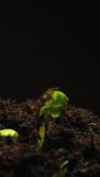 Growing seeds rising from soil time lapse 4k footage. video