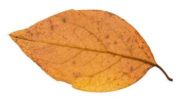 back side of yellow autumn leaf of poplar tree photo