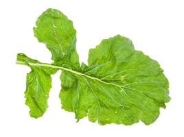 green leaf of turnip plant isolated on white photo