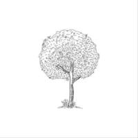 an abstract tree doodle sketch illustration vector isolated