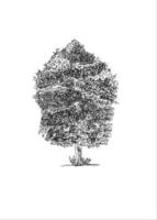 an abstract tree black and white sketch vector illustration pen style drawing isolated