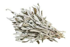 bundle of dried sage salvia officinalis herb photo