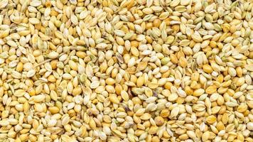 whole-grain foxtail millet seeds photo