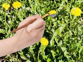 paintbrush paints yellow dandelion flower on lawn photo