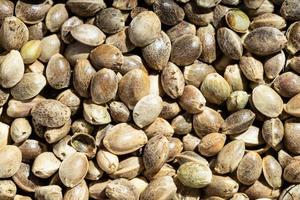 background - unpeeled hemp seeds close up photo