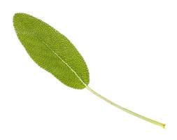 fresh leaf of sage salvia officinalis isolated photo