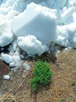 A piece of white snow in summer on the grass photo