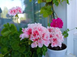 Pink pelargoniums in a pot photo