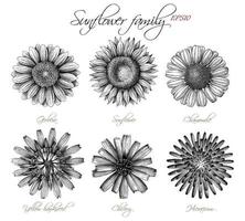 girasol familia botánica mano dibujar estilo de grabado vintage vector