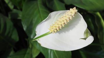 calla växt calla palustris vit blomma video