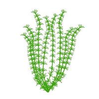 Cute aquarium plants. Vector   illustration in cartoon style