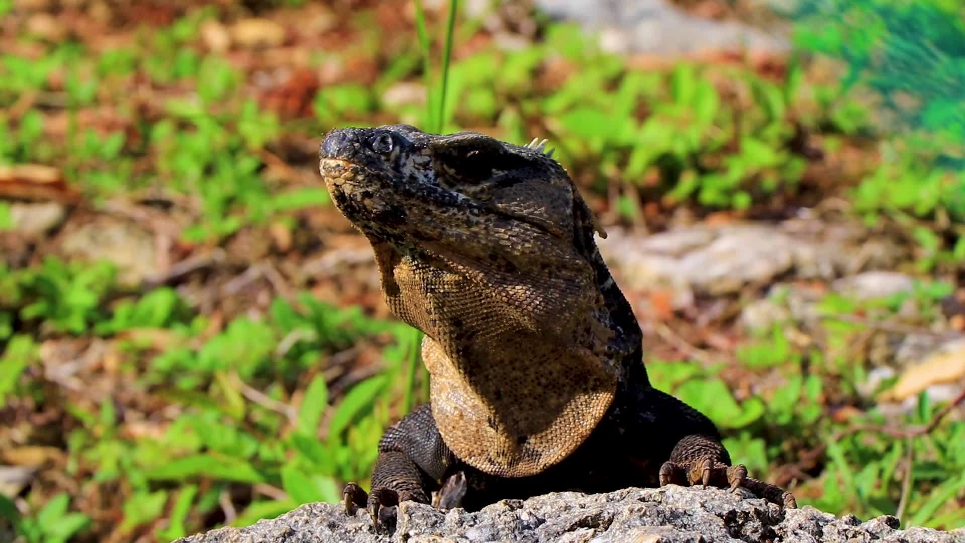 Iguana on rock tropical jungle Playa del Carmen Mexico. 11396811 Stock Video at Vecteezy Iguana on rock tropical jungle Playa del Carmen Mexico. 11396811 Stock Video at Vecteezy