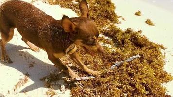 cachorro brincando com pau na praia playa del carmen méxico. video