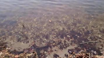 vista romántica en un lago durante la puesta de sol con una superficie de agua reflectante video