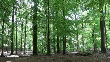 Beautiful view into a dense green forest with bright sunlight casting deep shadow video