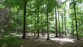bela vista para uma densa floresta verde com luz solar brilhante lançando sombra profunda video