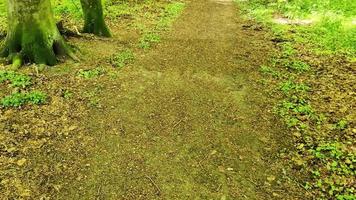 vacker utsikt in i en tät grön skog med starkt solljus som kastar djup skugga video