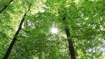 Beautiful view into a dense green forest with bright sunlight casting deep shadow video