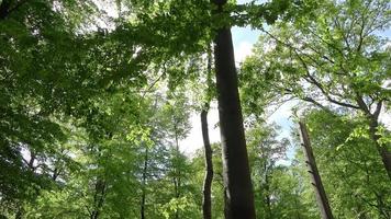 schöner Blick in einen dichten grünen Wald mit hellem Sonnenlicht, das tiefe Schatten wirft video