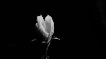 wit bloem bloeiend tijdsverloop. video