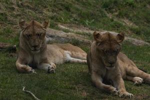 single lion looks like doing yoga exercises photo