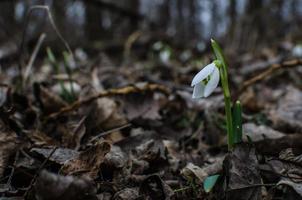 single snowdrop in the spring photo