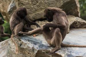 two dear gelada monkeys do body care on a rock photo