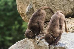 two dear gelada monkeys making yoga on a rock photo