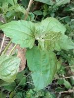 esta planta se llama balakacida en indonesia foto