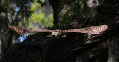 gran bubo virginianus adulto de búho cornudo volando hacia la cámara desde el roble, ojos amarillos fijos en la cámara, alas separadas, fondo bokeh foto