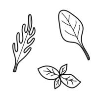 Arugula, basil, spinach in doodle style. vector