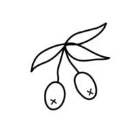 Branch with olives in doodle style. vector