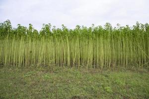 campo de plantación de yute verde. vista del paisaje de la planta de yute crudo foto