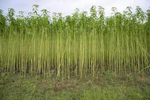 campo de plantación de yute verde. vista del paisaje de la planta de yute crudo foto