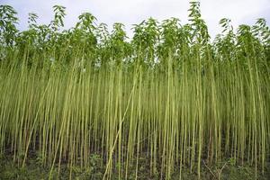 Green jute Plantation field.  Raw Jute plant Landscape view photo