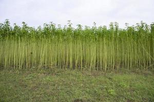 campo de plantación de yute verde. vista del paisaje de la planta de yute crudo foto