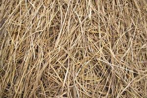Brown hay, dry hay texture background photo
