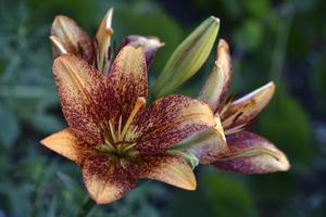 Red lily flowers close-up in the summer garden. Beautiful daylily flowers in the afternoon. photo